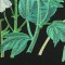 BFC0713 Window - Elegant Flowers