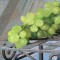 BFC0715 Window - Vintage Wine