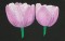 BFC0717 Still Life - Tulips