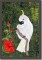 BFC0719 Large Cockatoo