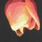 BFC0720 Window - Tulips