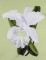 BFC0722 Tropical Flowers