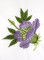 BFC0727 Variegated Flowers