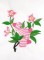 BFC0727 Variegated Flowers