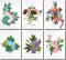 BFC0727 Variegated Flowers
