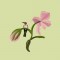 BFC0735 Orchid Jungle Designs