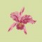 BFC0735 Orchid Jungle Designs