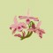 BFC0735 Orchid Jungle Designs