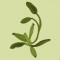 BFC0735 Orchid Jungle Designs