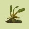 BFC0735 Orchid Jungle Designs