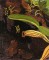 BFC0740 Window-Hummingbirds and the Orchid