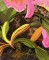 BFC0740 Window-Hummingbirds and the Orchid