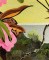 BFC0740 Window-Hummingbirds and the Orchid