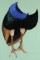 BFC0741 Large Peacock by Fred