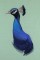 BFC0741 Large Peacock by Fred
