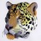 BFC0744 Two Jaguar Portraits