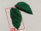 BFC0746 3D Rainforest Fun Designs