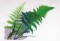 BFC0755 Ferns