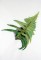 BFC0755 Ferns