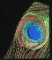BFC0756 QIH Peacock Paisley Bag
