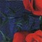 BFC0758 Window - Red Roses
