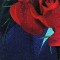 BFC0758 Window - Red Roses