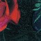BFC0758 Window - Red Roses