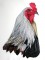 BFC0760 Portraits-Roosters
