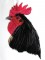 BFC0760 Portraits-Roosters