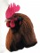 BFC0760 Portraits-Roosters
