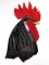 BFC0760 Portraits-Roosters