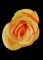 BFC0764 Roses