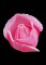 BFC0764 Roses