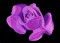BFC0764 Roses