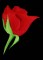 BFC0764 Roses