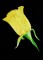 BFC0764 Roses