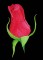 BFC0764 Roses