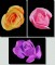 BFC0764 Roses