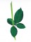 BFC0768 Rose Stems and Leaves