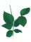 BFC0768 Rose Stems and Leaves