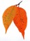 BFC0769 Leaves of Autumn