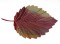 BFC0769 Leaves of Autumn