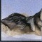 BFC0778 Window - Two Wolves
