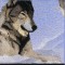BFC0778 Window - Two Wolves
