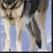 BFC0778 Window - Two Wolves