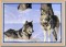 BFC0778 Window - Two Wolves