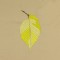 BFC0779 Pillow Wraps - Autumn