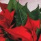 BFC0781 Window-A Poinsettia