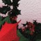 BFC0781 Window-A Poinsettia