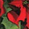 BFC0781 Window-A Poinsettia